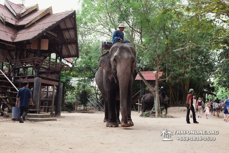 Thailand Pattaya elephant rides at Elephant Village or Camp photo 4