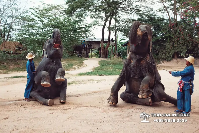 Pattaya Elephant Village and Elephant Camp, Thailand elephant rides - photo 21