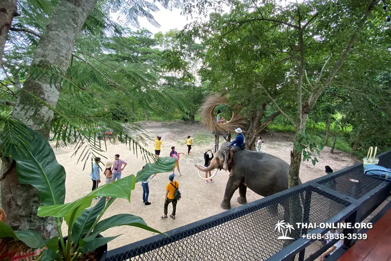 Thailand Pattaya elephant rides at Elephant Village or Camp photo 14