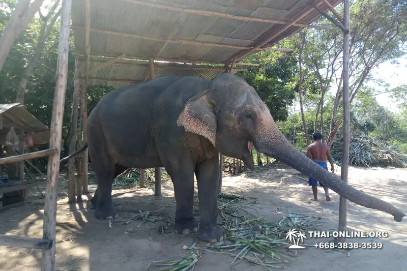 Thailand Pattaya elephant rides at Elephant Village or Camp photo 66