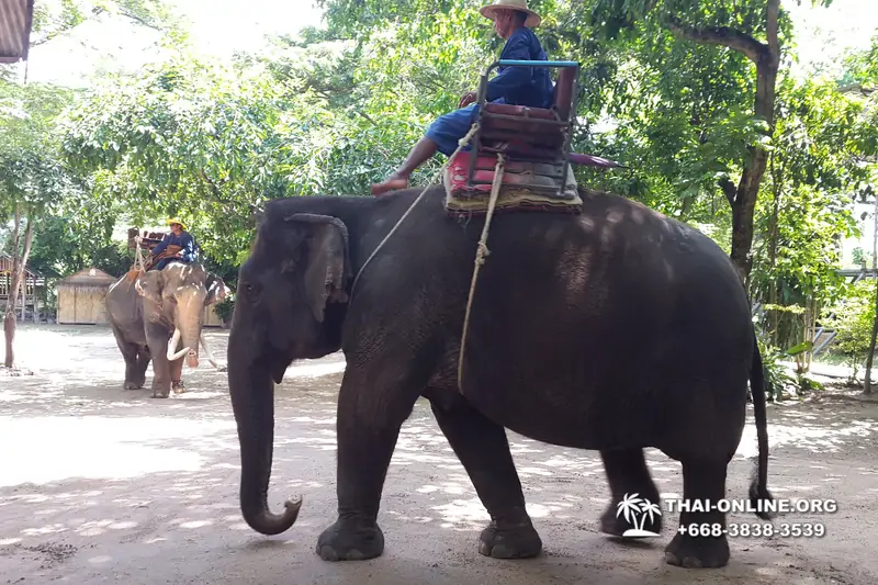 Thailand Pattaya elephant rides at Elephant Village or Camp photo 49