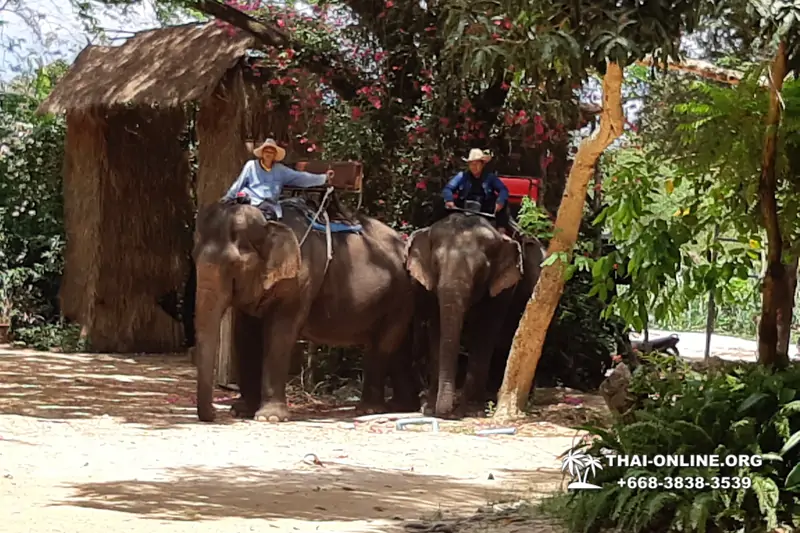 Thailand Pattaya elephant rides at Elephant Village or Camp photo 78