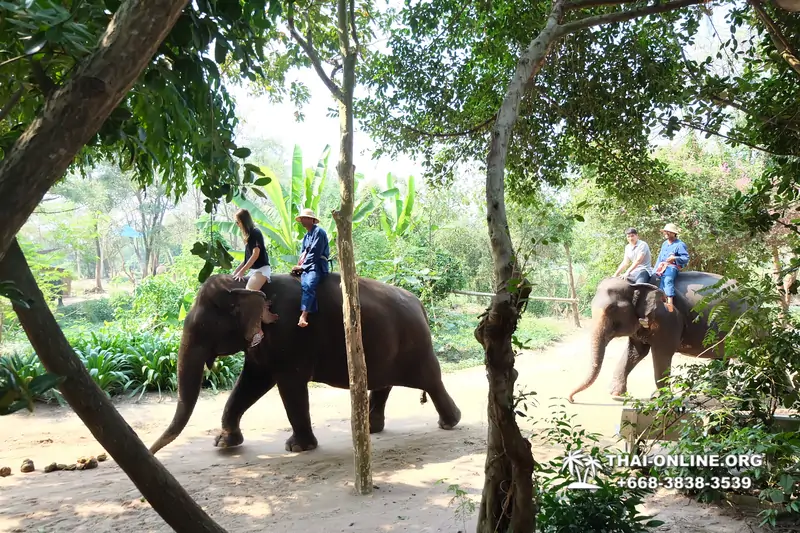 Pattaya Elephant Village and Elephant Camp, Thailand elephant rides - photo 9