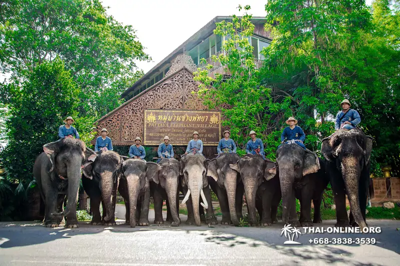 Thailand Pattaya elephant rides at Elephant Village or Camp photo 15