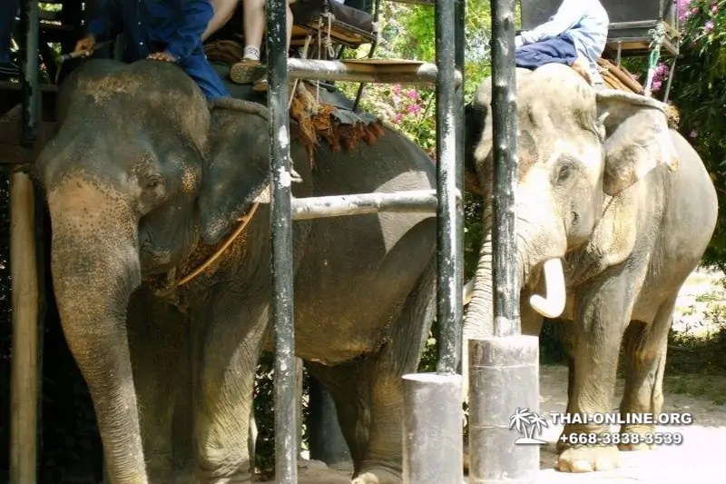 Thailand Pattaya elephant rides at Elephant Village or Camp photo 60