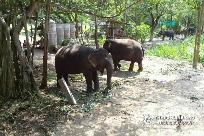 Thailand Pattaya elephant rides at Elephant Village or Camp photo 11
