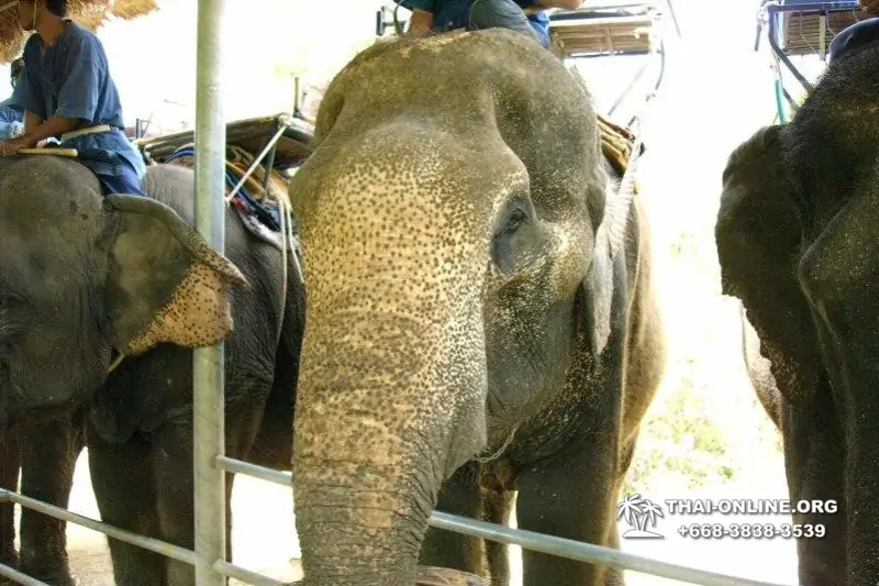 Thailand Pattaya elephant rides at Elephant Village or Camp photo 89