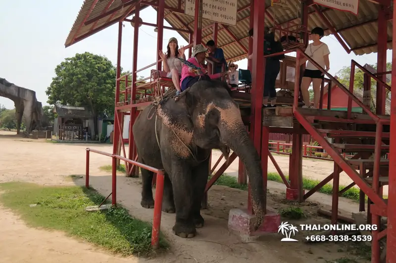 Thailand Pattaya elephant rides at Elephant Village or Camp photo 88
