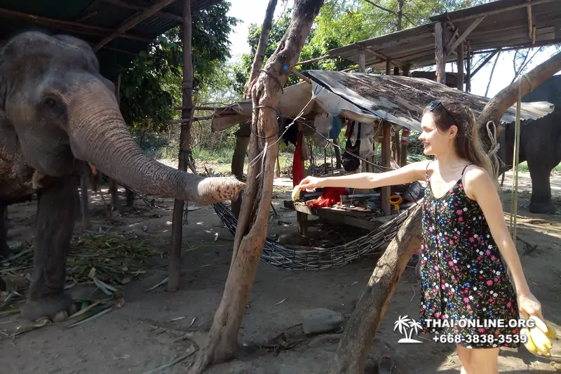 Thailand Pattaya elephant rides at Elephant Village or Camp photo 73
