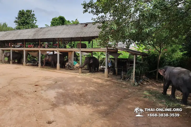 Pattaya Elephant Village and Elephant Camp, Thailand elephant rides - photo 19