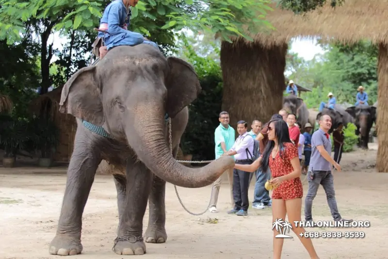 Thailand Pattaya elephant rides at Elephant Village or Camp photo 94