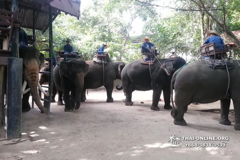 Thailand Pattaya elephant rides at Elephant Village or Camp photo 63