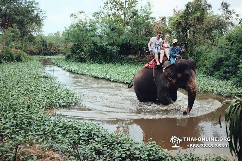 Thailand Pattaya elephant rides at Elephant Village or Camp photo 12