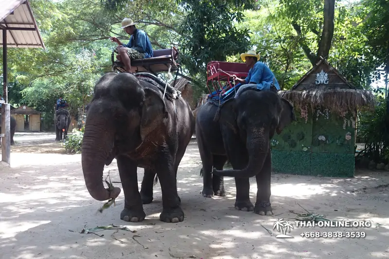 Thailand Pattaya elephant rides at Elephant Village or Camp photo 52