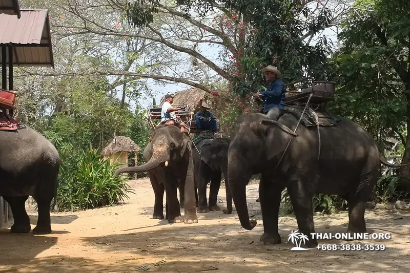 Pattaya Elephant Village and Elephant Camp, Thailand elephant rides - photo 29