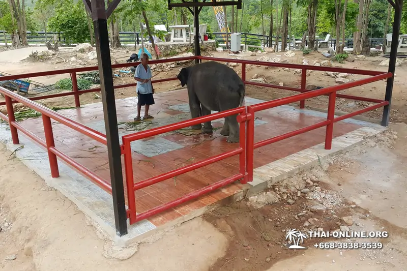 Thailand Pattaya elephant rides at Elephant Village or Camp photo 5