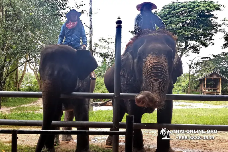 Thailand Pattaya elephant rides at Elephant Village or Camp photo 37