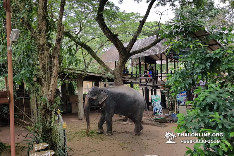 Thailand Pattaya elephant rides at Elephant Village or Camp photo 25