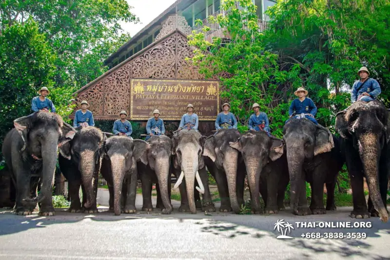 Pattaya Elephant Village and Elephant Camp, Thailand elephant rides - photo 23