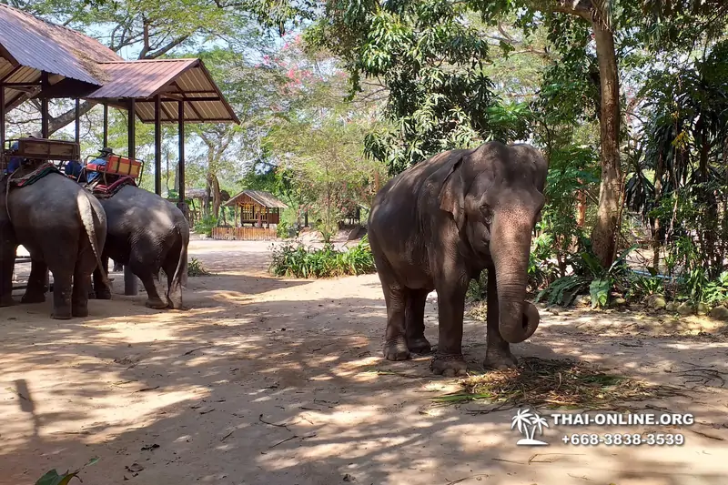 Pattaya Elephant Village and Elephant Camp, Thailand elephant rides - photo 17