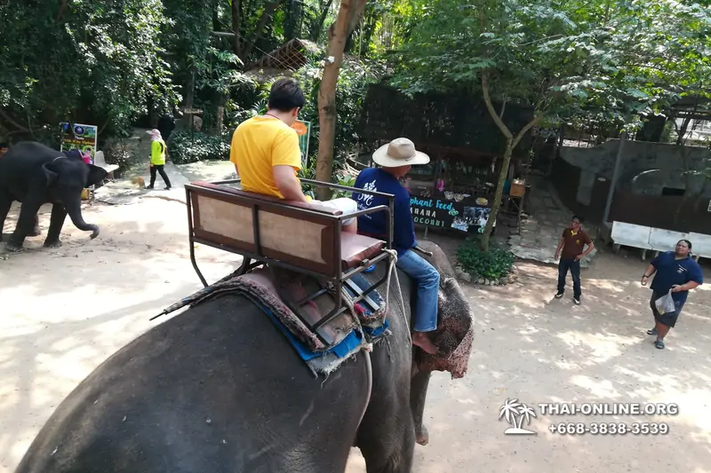 Thailand Pattaya elephant rides at Elephant Village or Camp photo 79