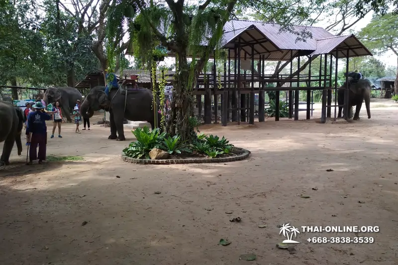 Thailand Pattaya elephant rides at Elephant Village or Camp photo 53