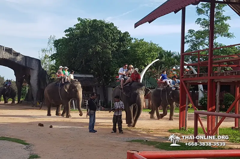 Thailand Pattaya elephant rides at Elephant Village or Camp photo 71
