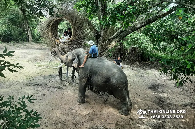 Thailand Pattaya elephant rides at Elephant Village or Camp photo 19