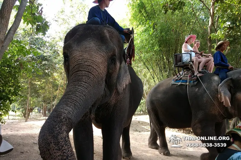 Pattaya Elephant Village and Elephant Camp, Thailand elephant rides - photo 30