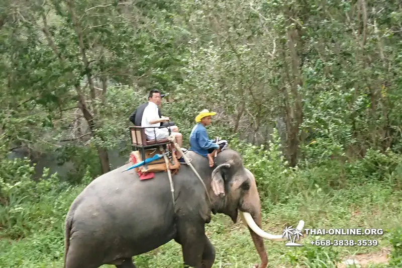 Thailand Pattaya elephant rides at Elephant Village or Camp photo 44