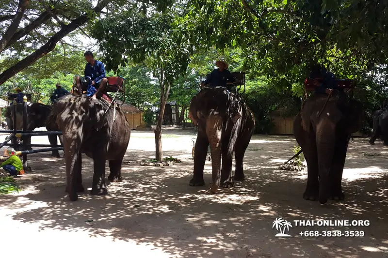Thailand Pattaya elephant rides at Elephant Village or Camp photo 39