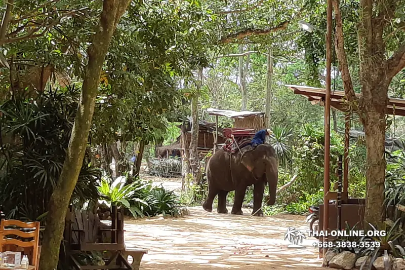 Pattaya Elephant Village and Elephant Camp, Thailand elephant rides - photo 8