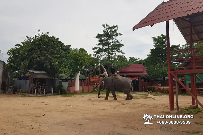 Thailand Pattaya elephant rides at Elephant Village or Camp photo 87
