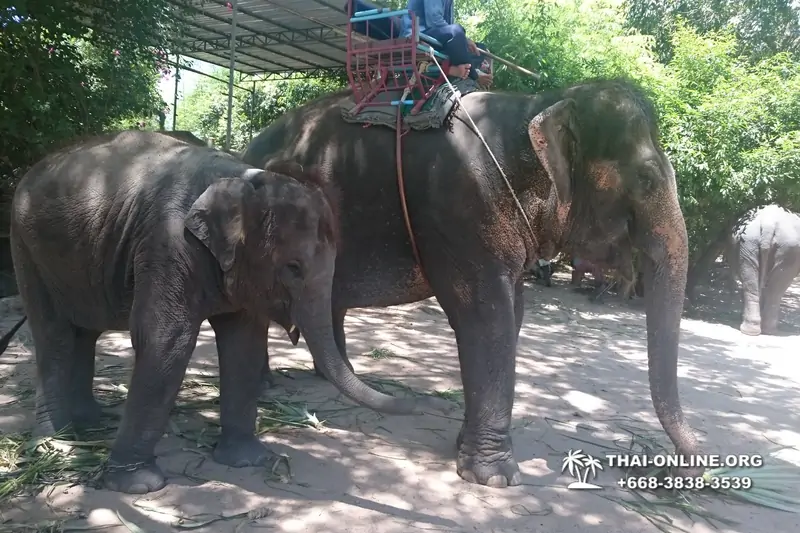 Thailand Pattaya elephant rides at Elephant Village or Camp photo 67