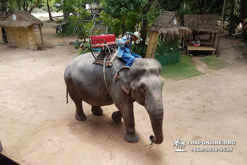 Thailand Pattaya elephant rides at Elephant Village or Camp photo 77