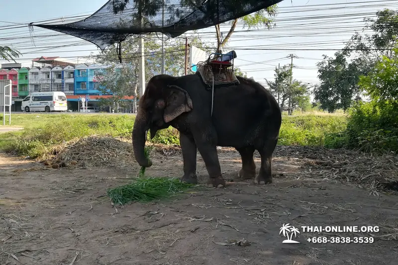 Pattaya Elephant Village and Elephant Camp, Thailand elephant rides - photo 32