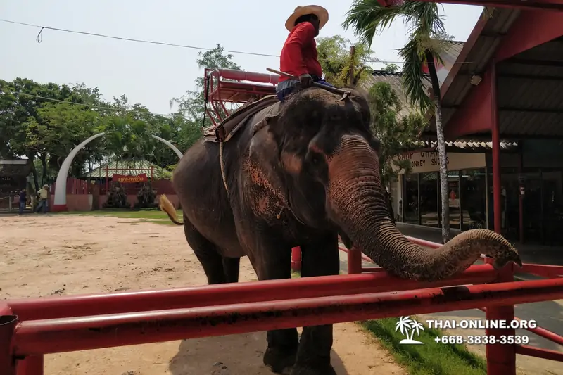 Thailand Pattaya elephant rides at Elephant Village or Camp photo 93