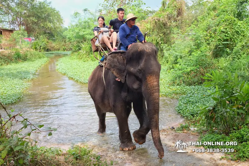 Thailand Pattaya elephant rides at Elephant Village or Camp photo 13