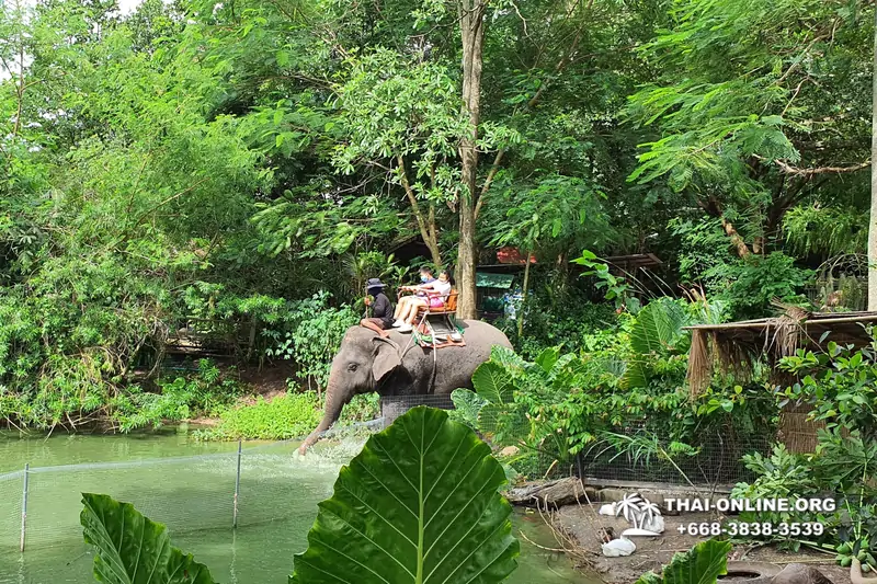 Pattaya Elephant Village and Elephant Camp, Thailand elephant rides - photo 10