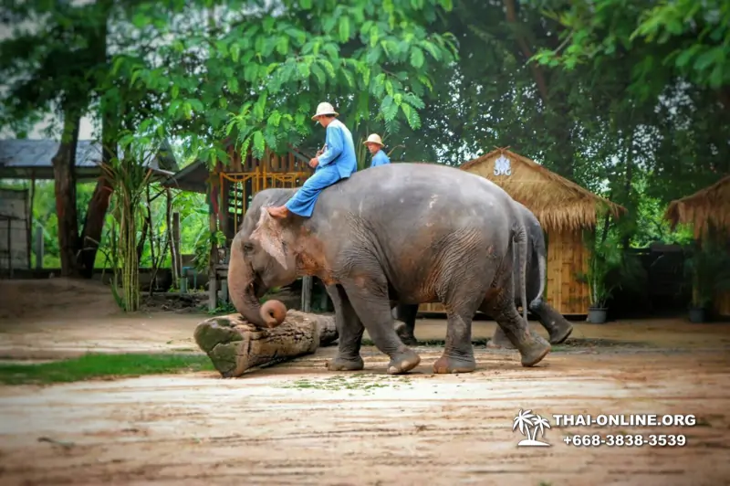 Thailand Pattaya elephant rides at Elephant Village or Camp photo 9