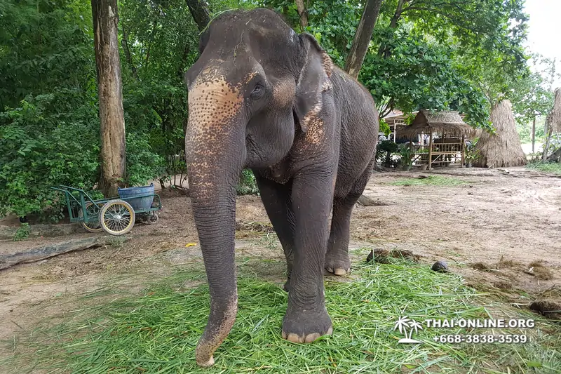 Thailand Pattaya elephant rides at Elephant Village or Camp photo 2
