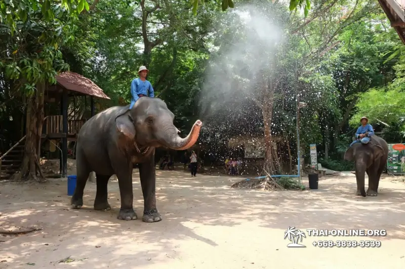 Thailand Pattaya elephant rides at Elephant Village or Camp photo 70