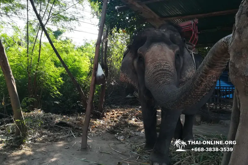 Thailand Pattaya elephant rides at Elephant Village or Camp photo 51
