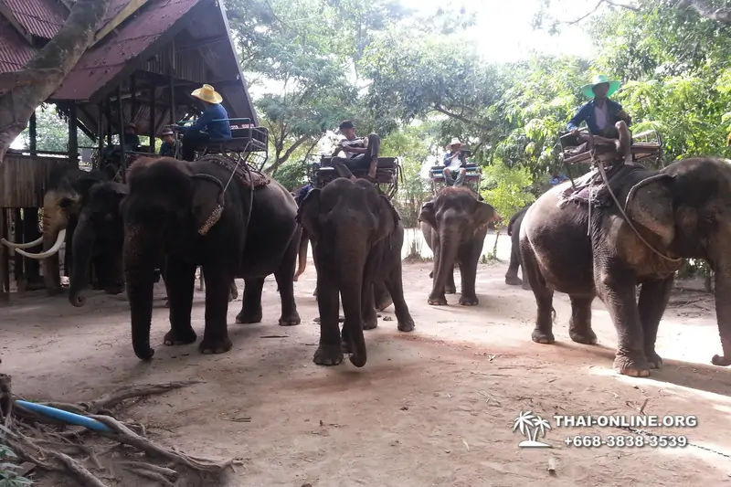 Thailand Pattaya elephant rides at Elephant Village or Camp photo 7