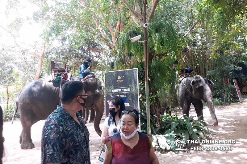 Thailand Pattaya elephant rides at Elephant Village or Camp photo 33