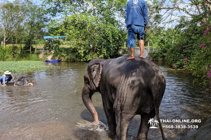 Thailand Pattaya elephant rides at Elephant Village or Camp photo 20
