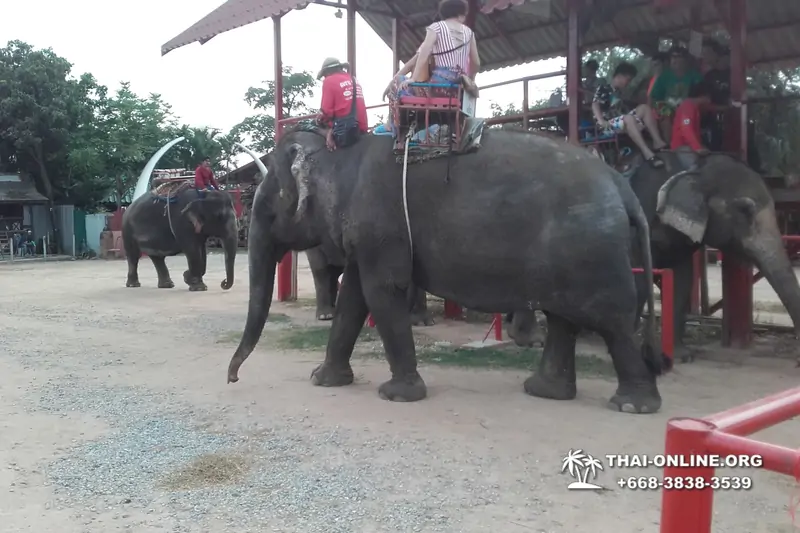 Thailand Pattaya elephant rides at Elephant Village or Camp photo 83