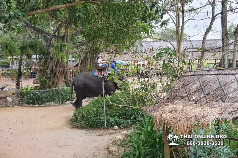Thailand Pattaya elephant rides at Elephant Village or Camp photo 21