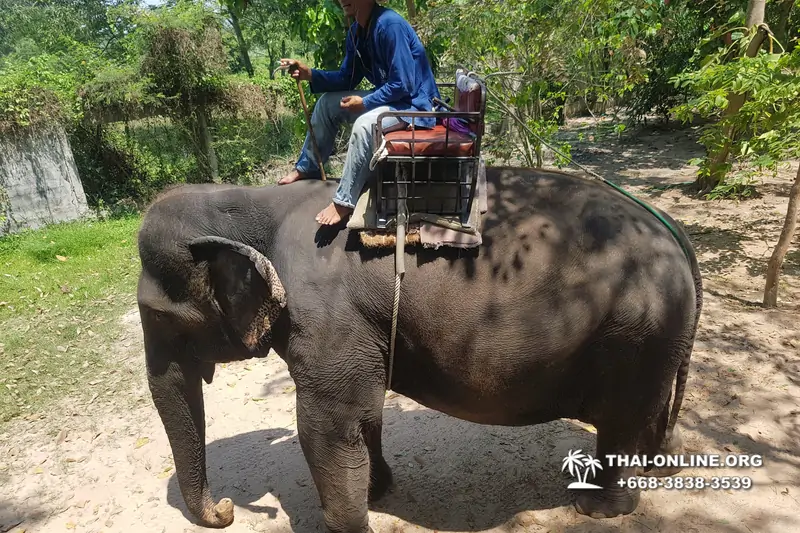 Thailand Pattaya elephant rides at Elephant Village or Camp photo 1
