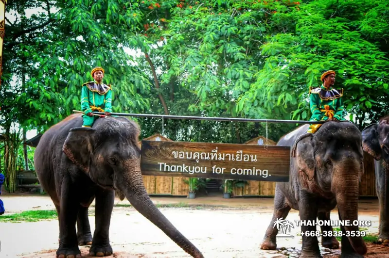 Thailand Pattaya elephant rides at Elephant Village or Camp photo 40